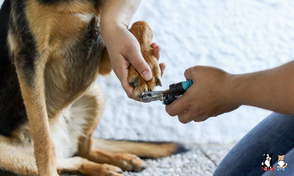 Nahaufnahme eines Hundebeins bei der Nagelpflege, sorgfältige Arbeit von Tierheilpraxis Andrea Göh