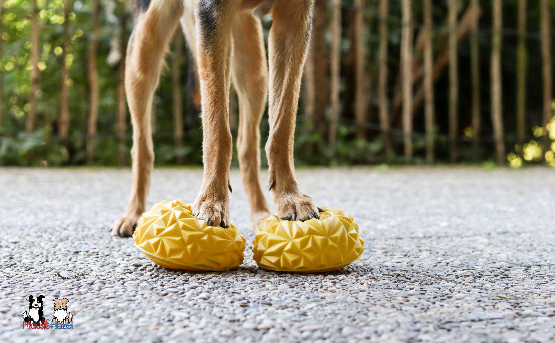 Hundebeine auf gelben Trainingsbällen, Fitnessübung von Tierheilpraxis Andrea Göhl