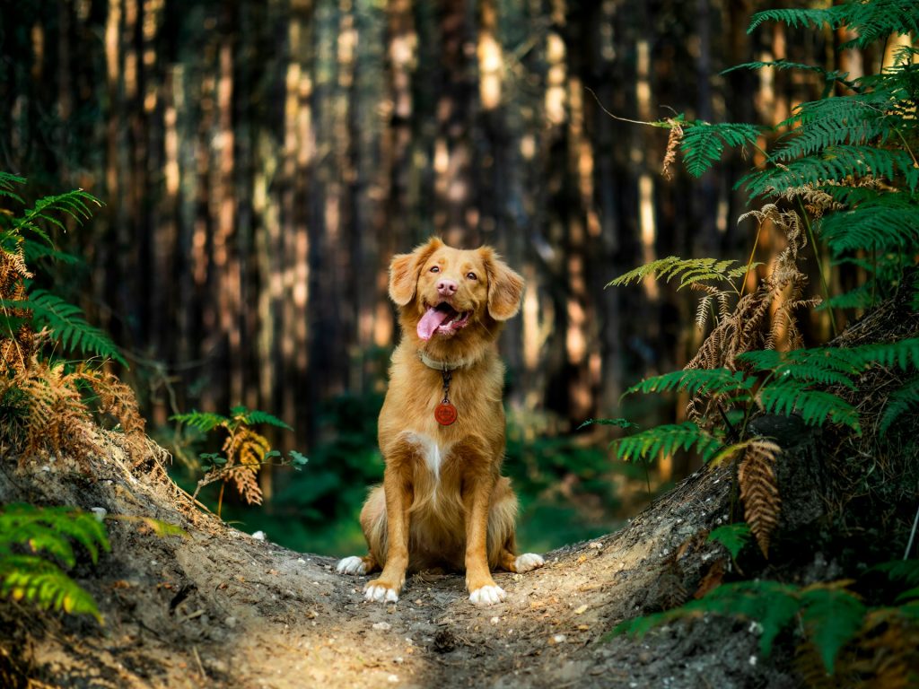 brown short coated dog on brown tree trunk